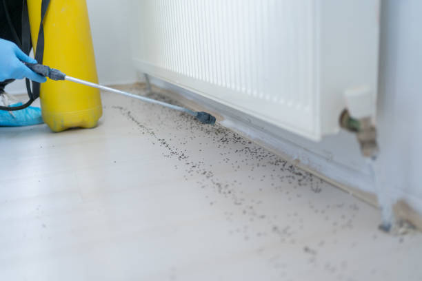 Best Wasp Removal Services  in Yukon, OK